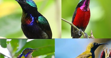 Burung Kolibri Ciri Ciri Umum Buerung Kolibri Dan Cara Membedakan
