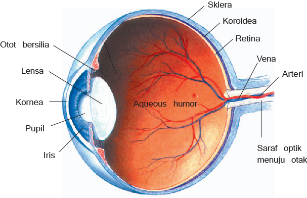 Bagian Bagian Mata Dan Fungsinya Myrightspot Com