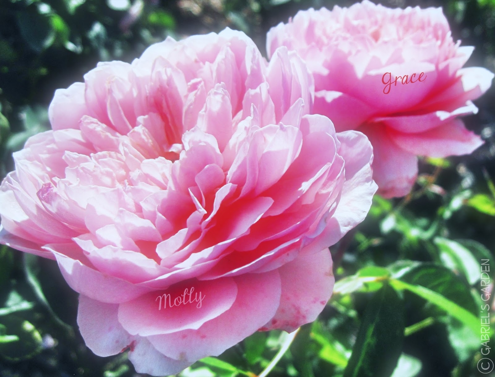 Gabriel's Garden Molly & Grace's Flowers