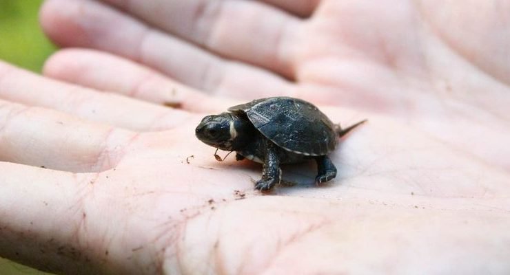 Tiny Turtles Previously Declared Extinct Were Brought Back To Life By Hindu Temple Tiny Turtles Previously Declared Extinct Were Brought Back To Life By Hindu Temple