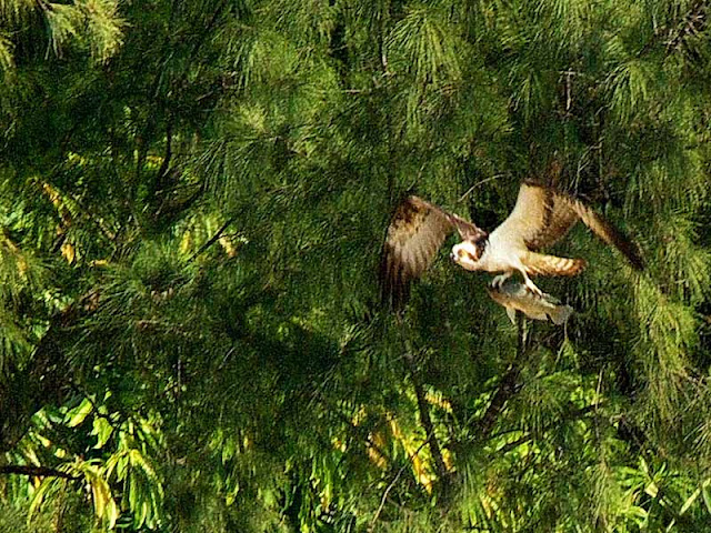 osprey flies with fish facing forward