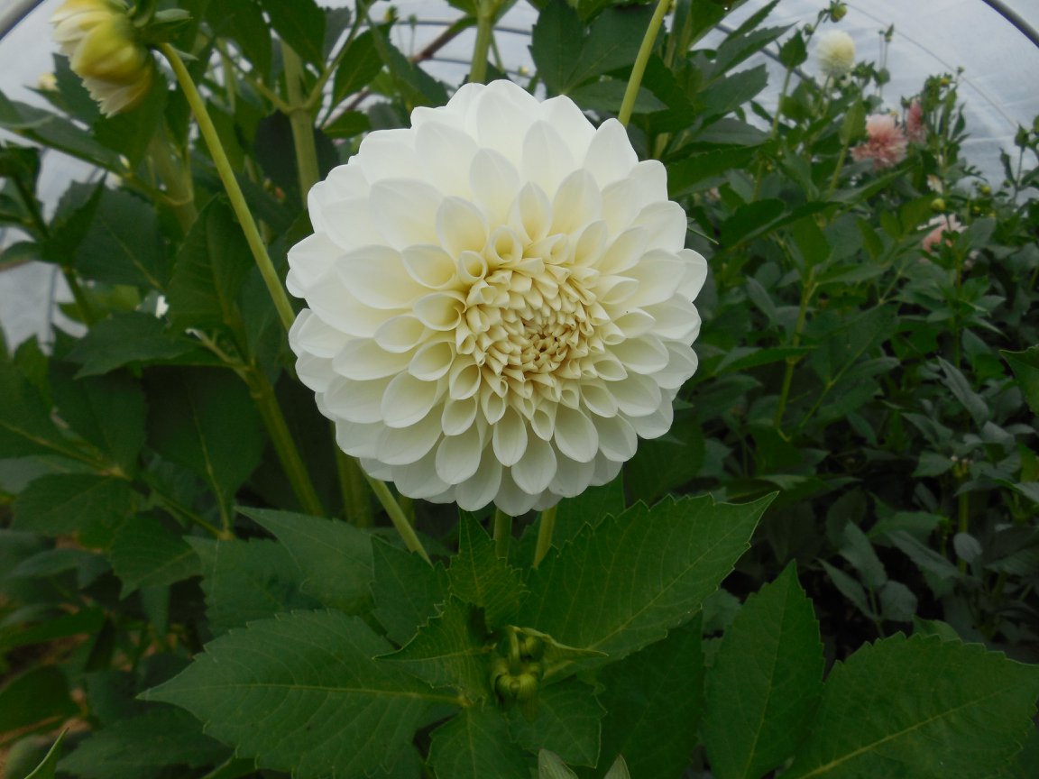 Mistik Acres Dahlia Plants For Sale