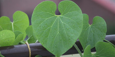 10 Health Benefits of Guduchi 10 Health Benefits of Guduchi