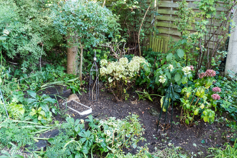 Notre Jardin Secret Hydrangeas Paniculatas