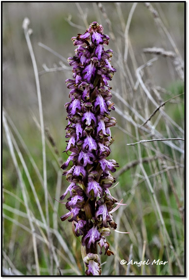 Orquídeas Blog de Angel Mar 100