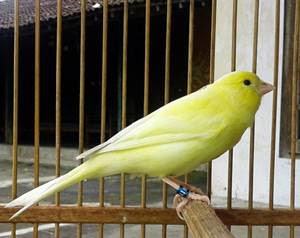 Mengenal Ciri Burung Kenari Af Lengkap Dengan Gambarnya Burung Babe