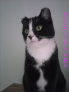 © ERIN THE CAT PRINCESS.BLOGSPOT.COM © ERIN THE CAT PRINCESS.BLOGSPOT.COM