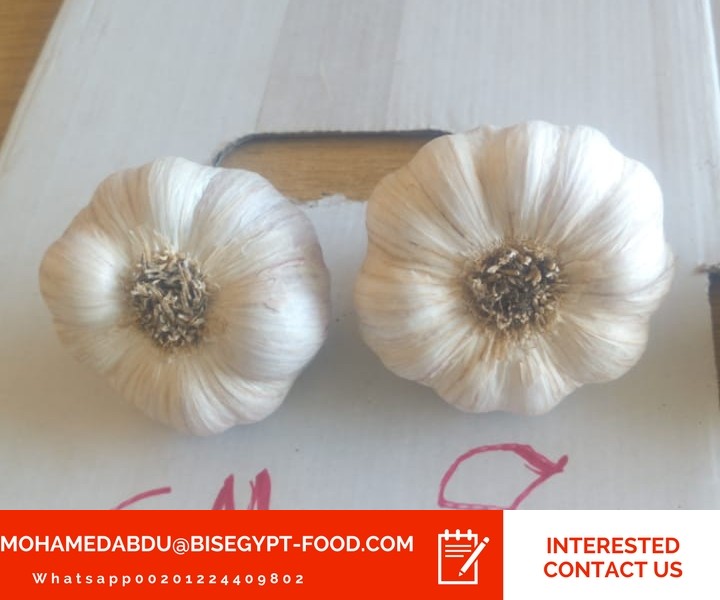 garlic wholesalers
