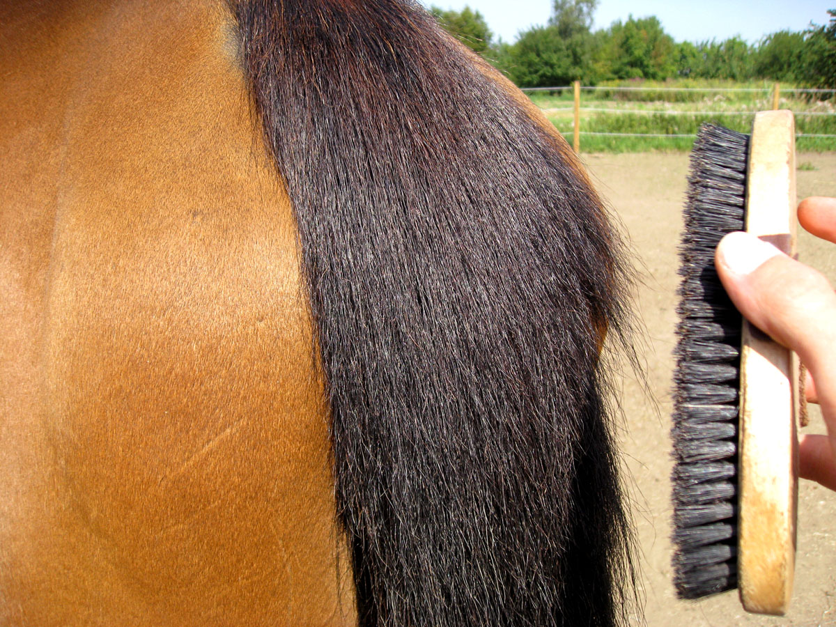 My Equestrian World Five Tips to Help Your Horse Look Their Best