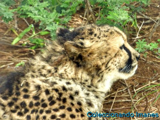 Leopardos y guepardos en Okonjima Namibia Africat
