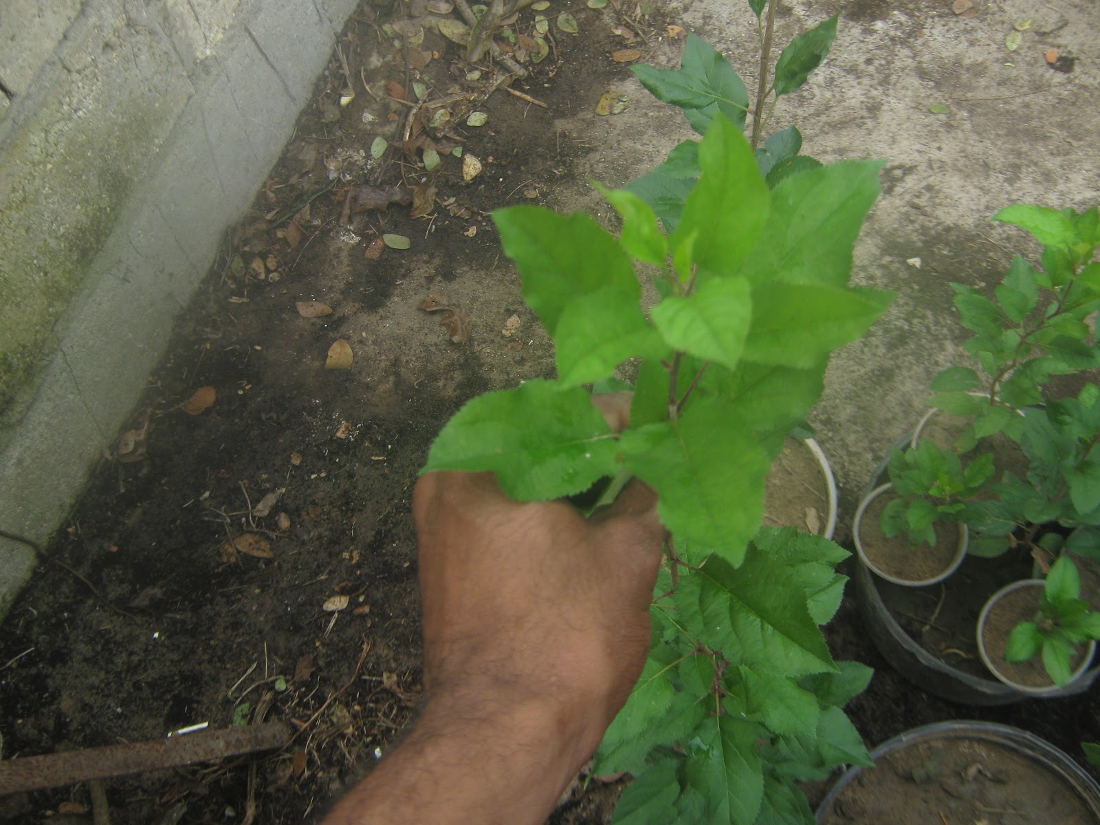 Growing apples in Jamaica