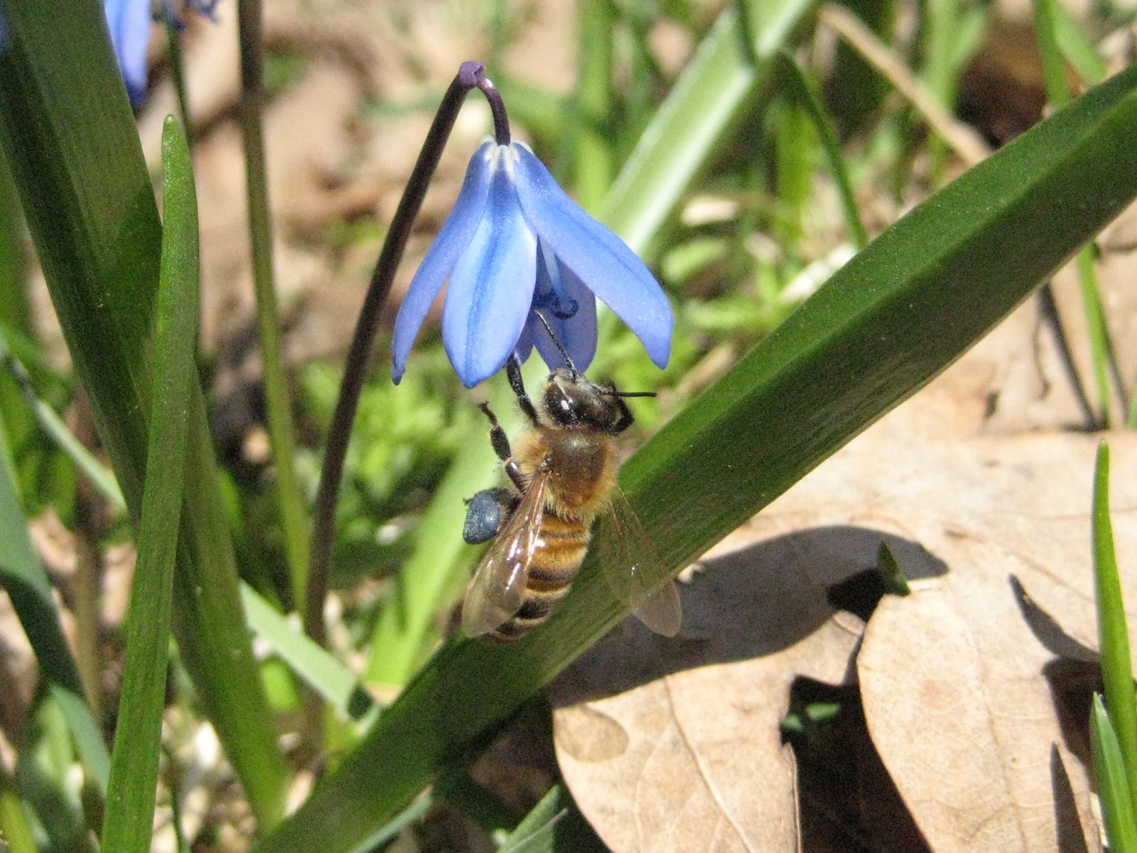 Che Guebee Apiary Blue Pollen