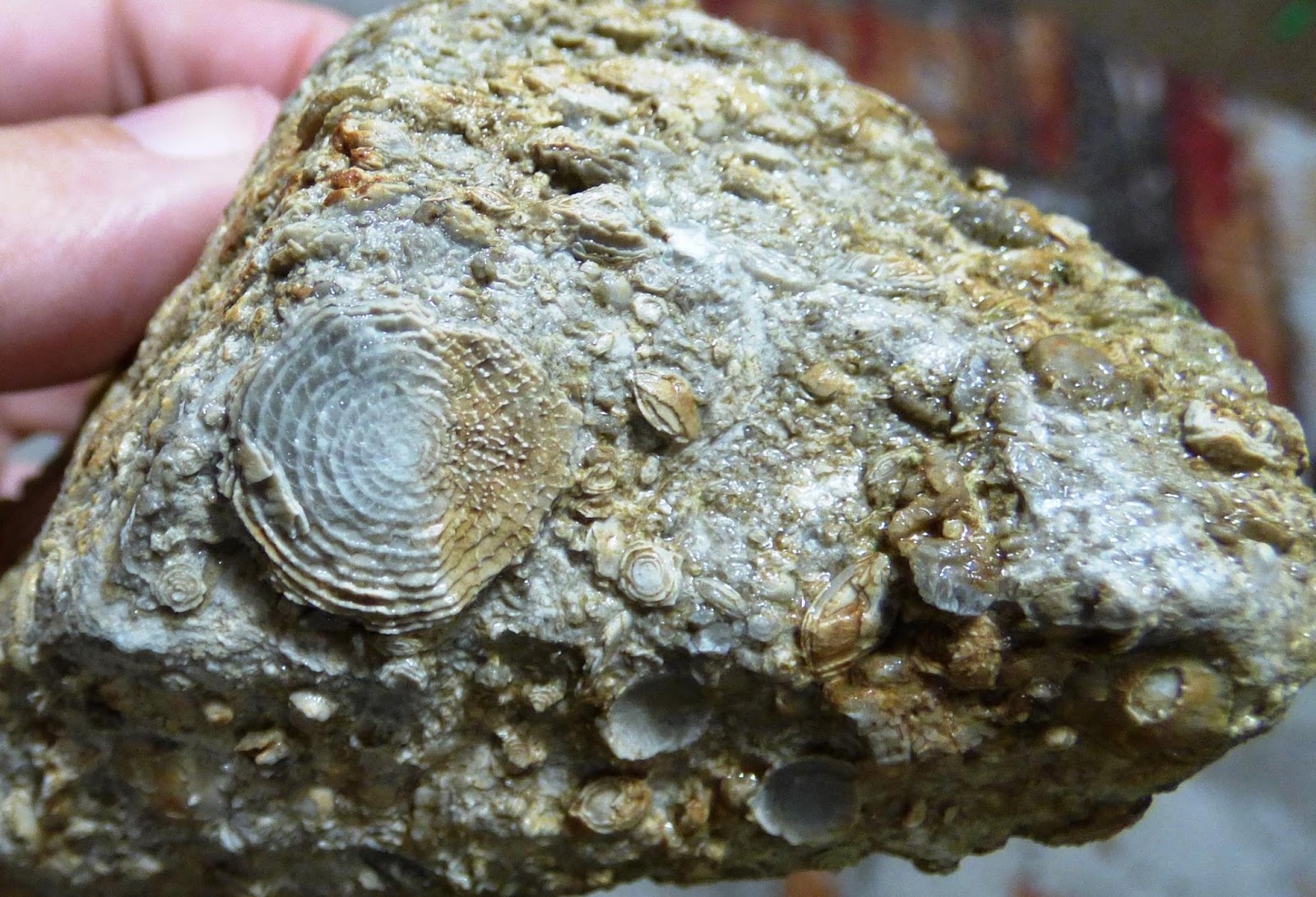 Παλαιοντολογικά ευρήματα στην Αιτωλοακαρνανία Νέα ευρήματα από τη ζώνη