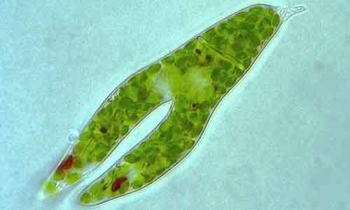 Euglenophyta Euglena viridis
