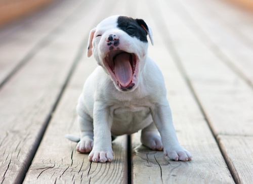 SỰ ĐỜI BLOG: 