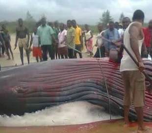 whale ondo state nigeria beach