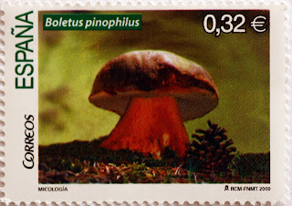 BOLETUS PINOPHILUS