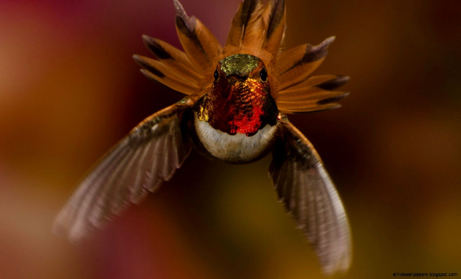 Animal Macro Pictures 6869666