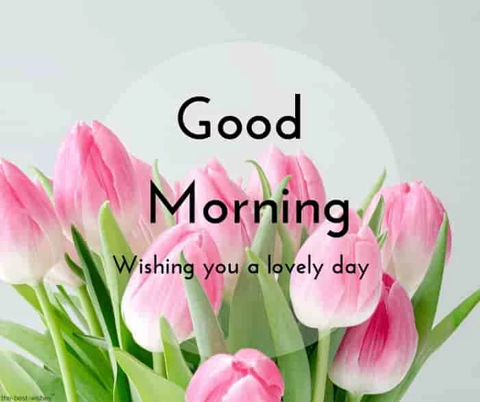 good morning images pictures of pink roses