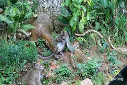 curug nangka bogor