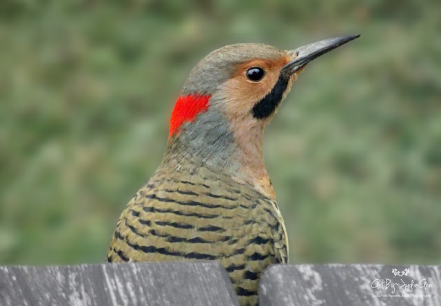 Male Northern Flicker Woodpecker