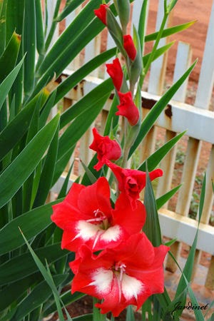 Gladíolos - Gladiolus x hortulanus - Jardinet