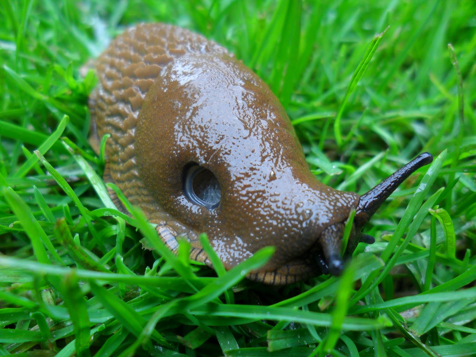Worcester College Gardeners 20092018 Slugs and Snails