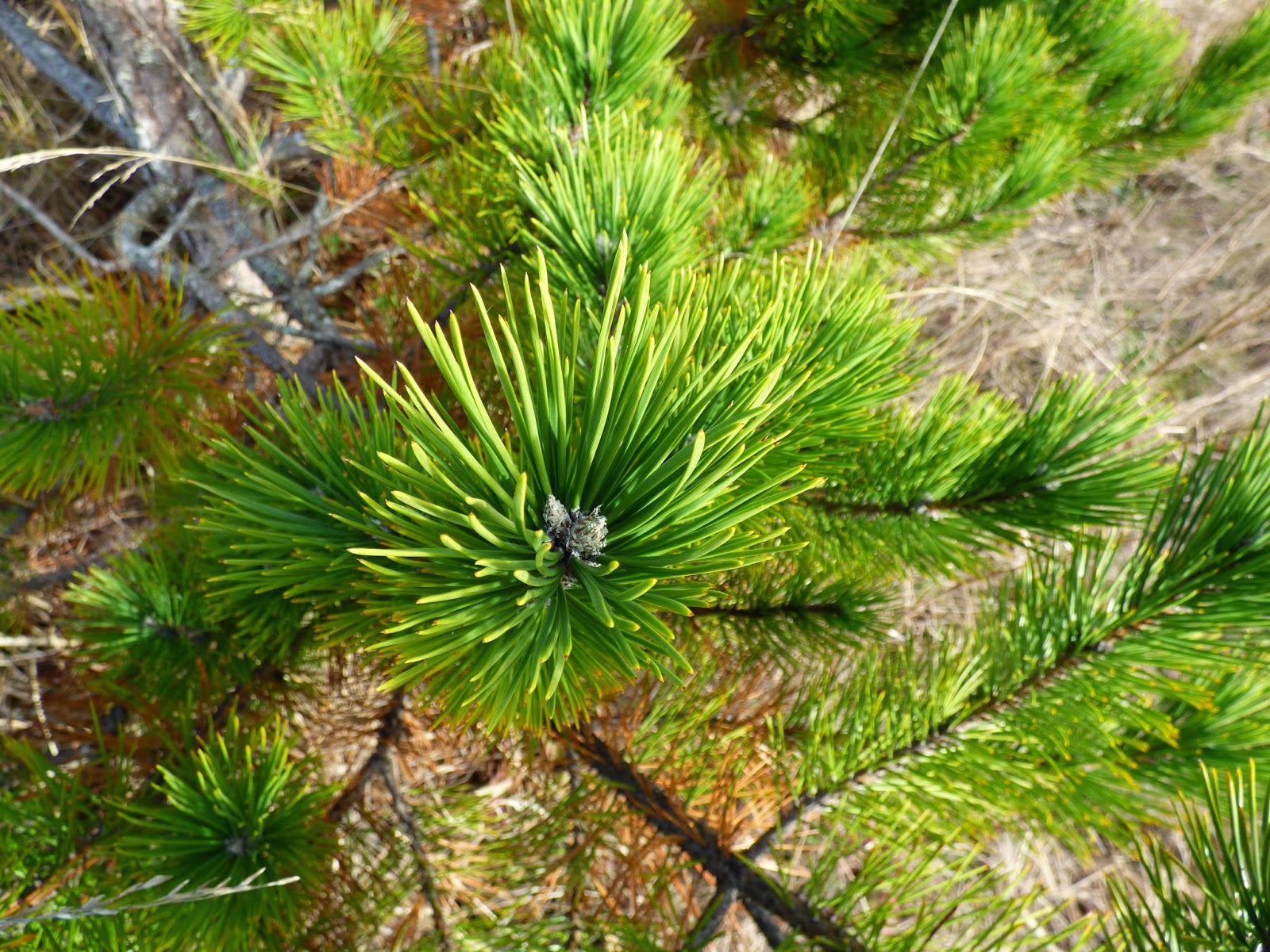 Trees Two Needle Pines