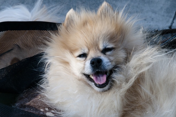 Perawatan Bulu Anjing Pomerian