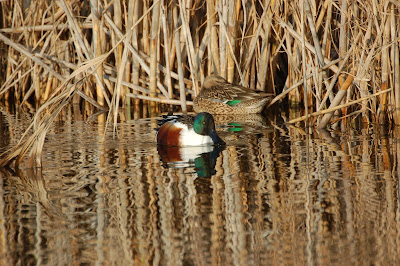 Ànec cullerot (Spatula clypeata)