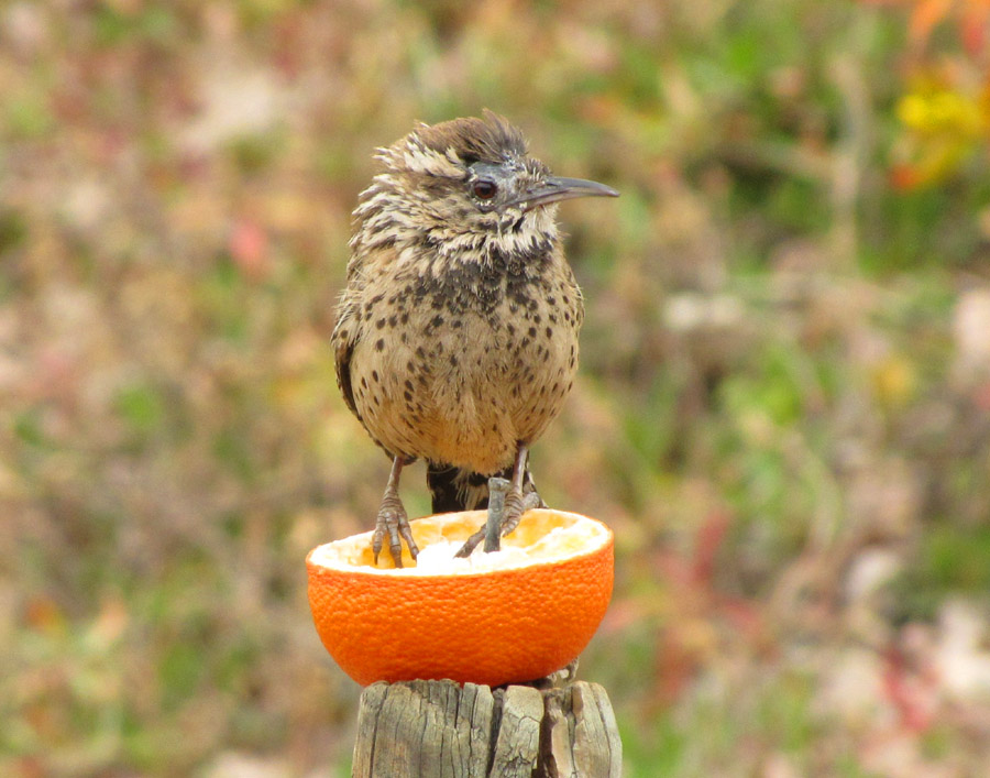 Summer’s Bumper Baby Bird Crop