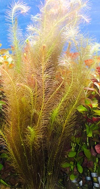 Jenis Tanaman Rotala