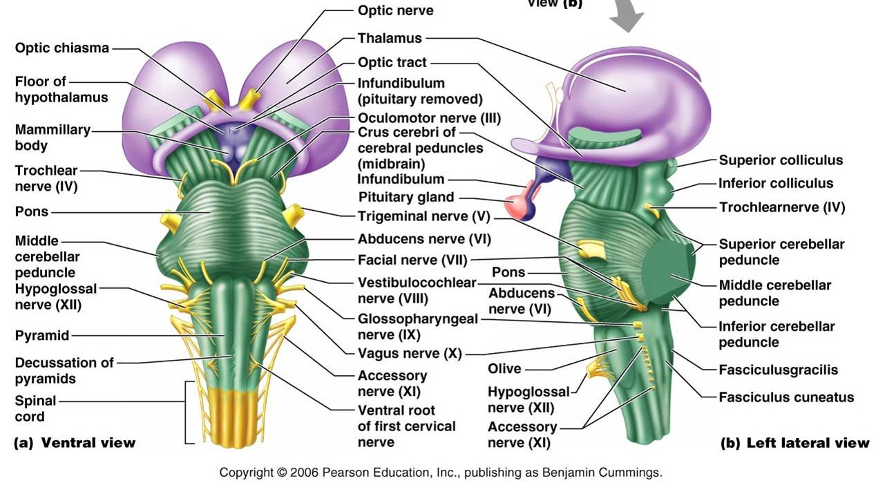 Bio Geo Nerd: Brain Anatomy and Functions