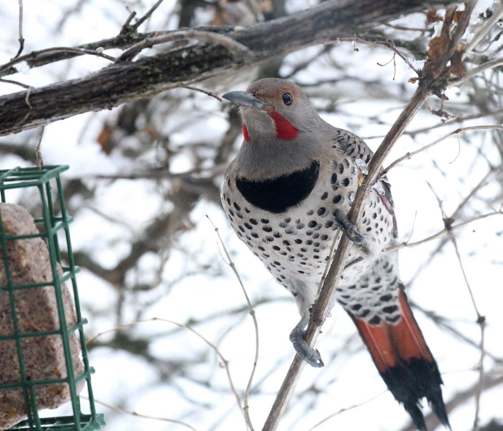 Chris Siddle Okanagan Birder Birds of Vernon and the North Okanagan