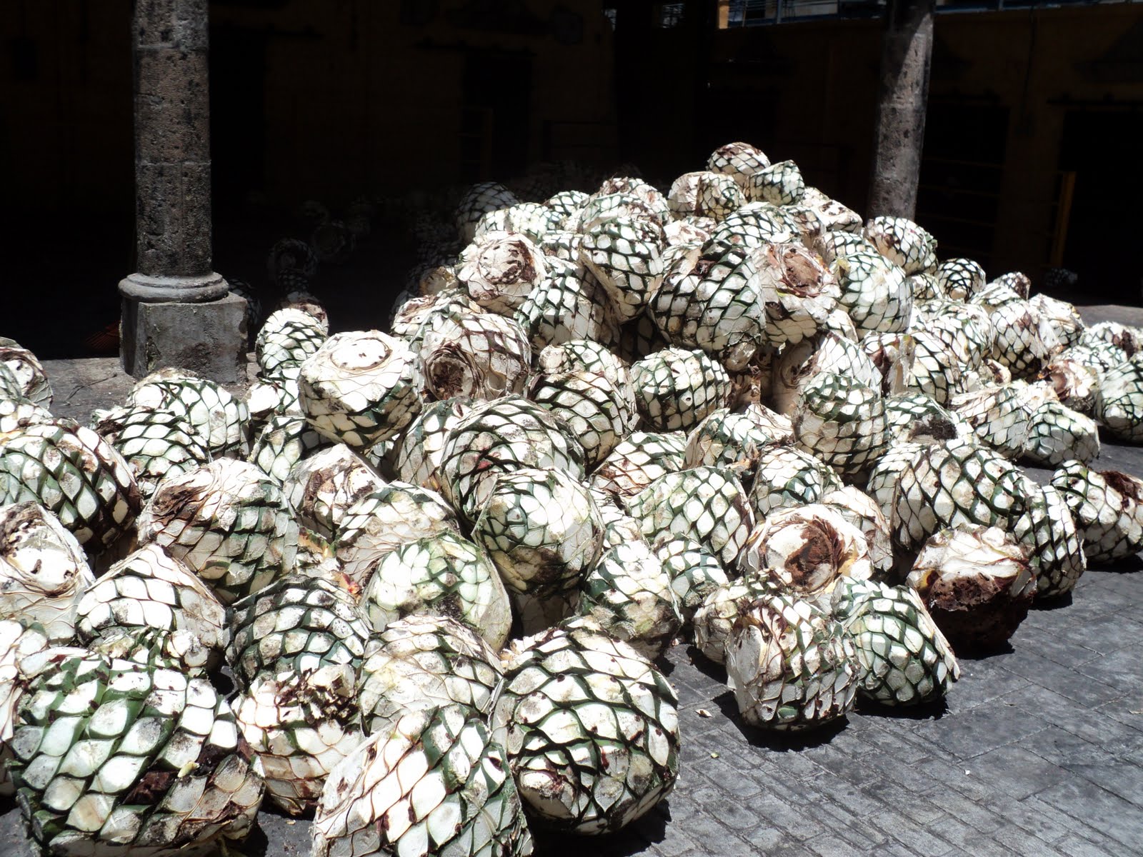 Fabrication du tequila