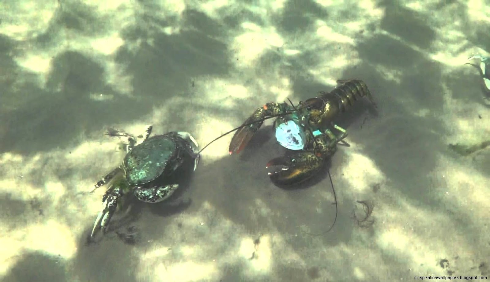 Crab vs Lobster Fight