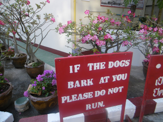 Thailand, Hunde, Schild, Warnhinweis, Dog, Please do not Run!