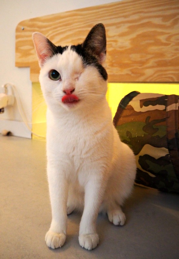 Cats from Amsterdam Traveling Cats Travel Pictures of Cats