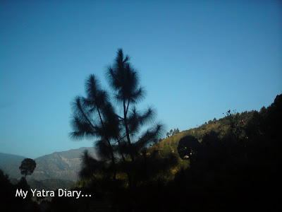 Pine tree in the Garhwal Himalayas in Uttarakhand