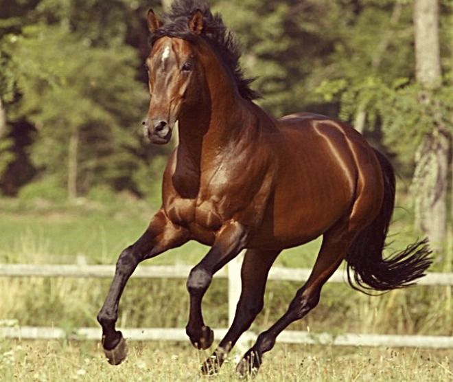 Top 10 breeds for endurance or competitive trail riding