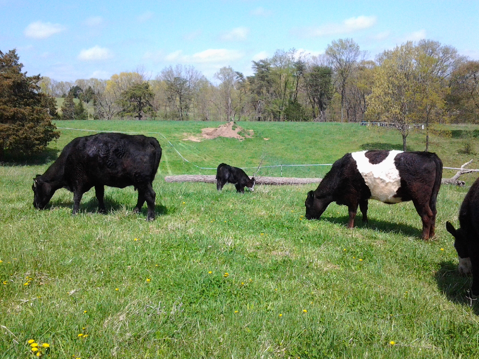 How Many Cows Per Acre Rotational Grazing