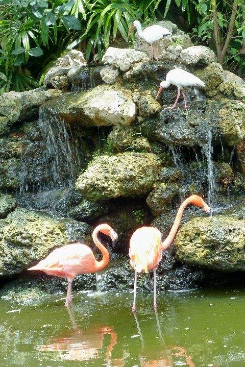 Bobo Gallery: Family Fun Friday - Flamingo Gardens & Wildlife Sanctuary