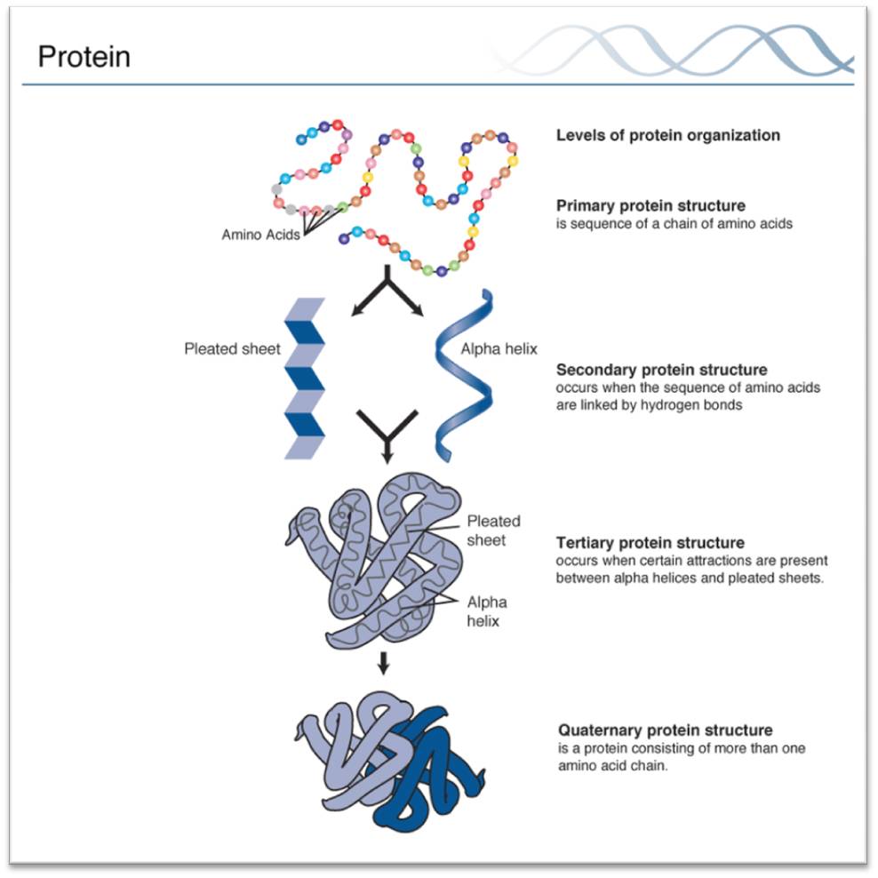 Structures Of Proteins