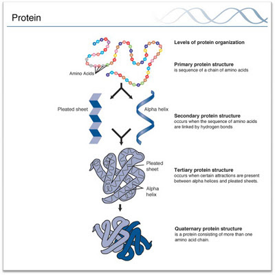 Four levels of structure in proteins