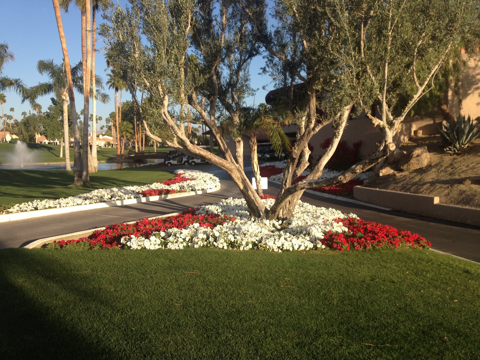 Avondale Golf Course Maintenance Updates Flowers, Poa Annua & Projects