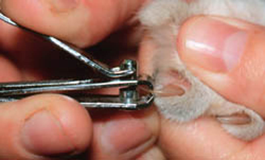 Стрижка ногтей у кошек. Стрижка когтей у кошек. Стрижка когтей котенку. Как правильно стричь ногти коту.