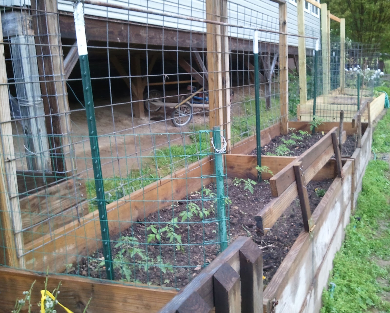 Sanctuary Farm: Tying up Tomato Plants