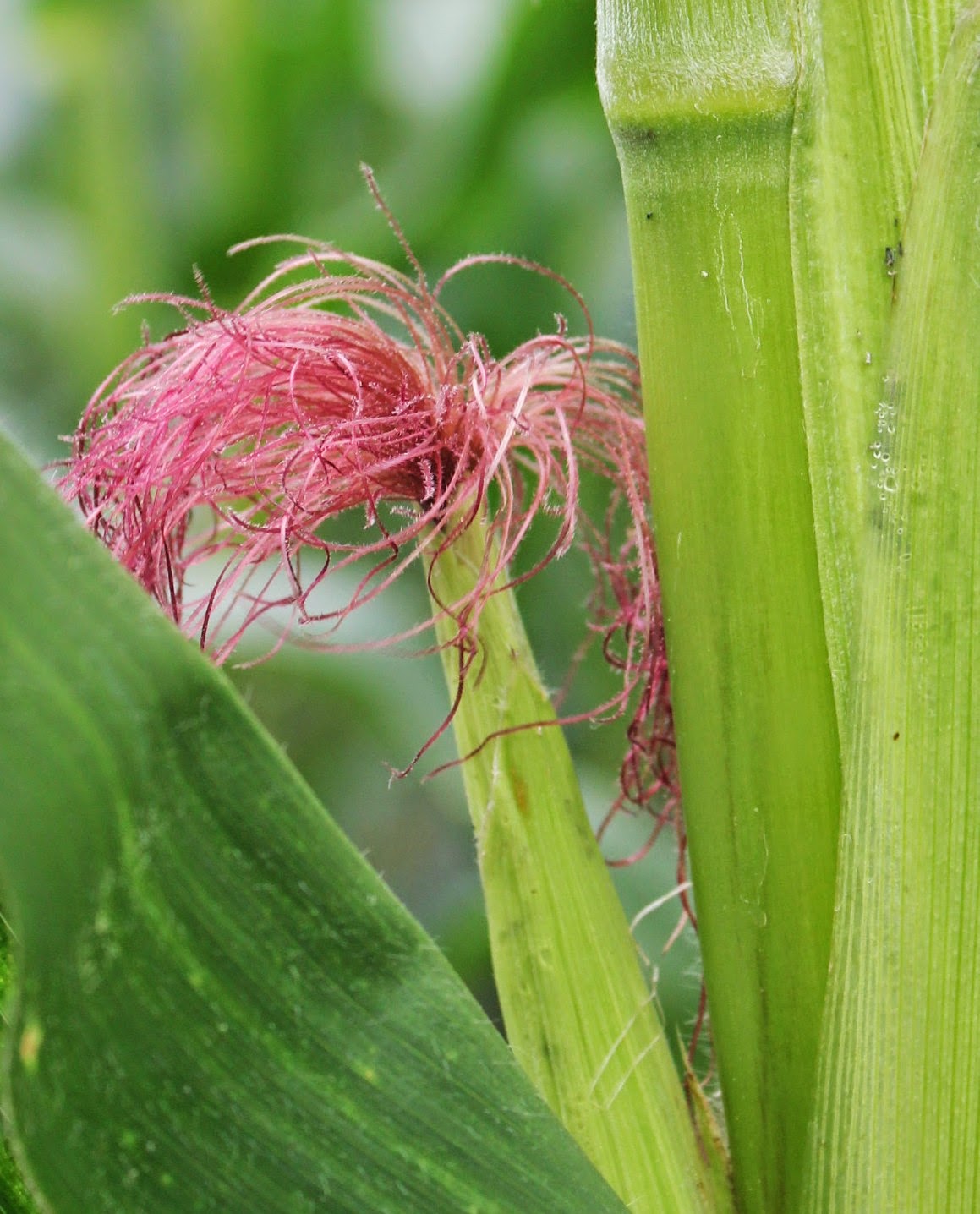 Ayo Tanam Jagung: Mengenal bunga tanaman jagung