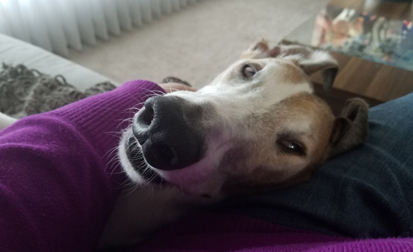 image of Dudley the Greyhound asleep with his head on my lap