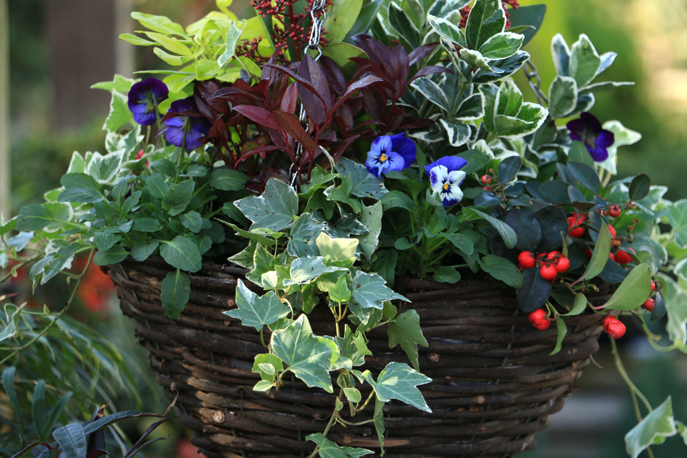Preston Bissett Nurseries and Country Shop Winter Hanging Baskets